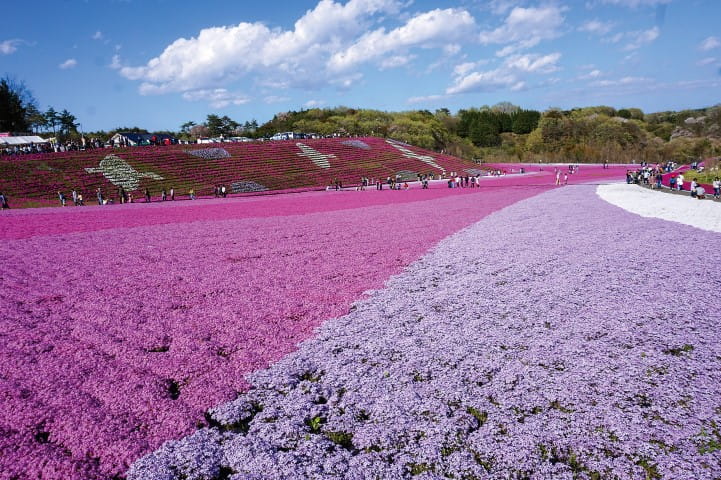 浪漫芝櫻地毯～市貝町芝櫻公園