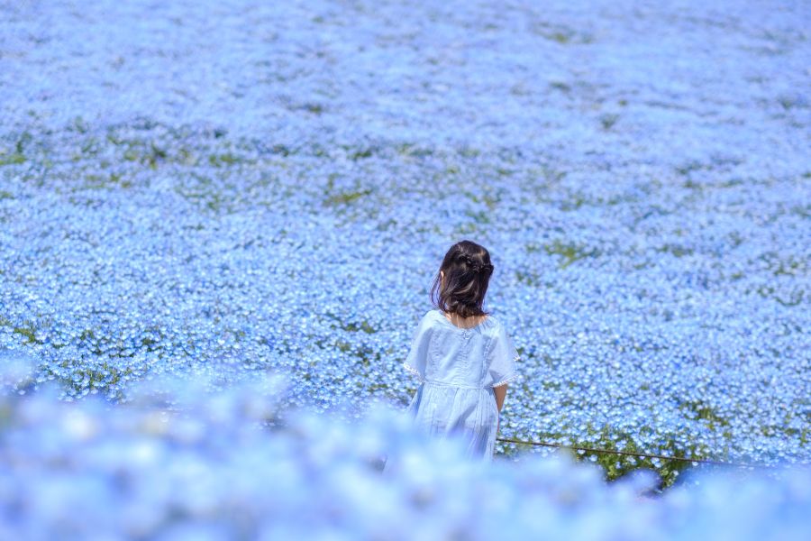 藍色粉蝶花海～常陸海濱公園