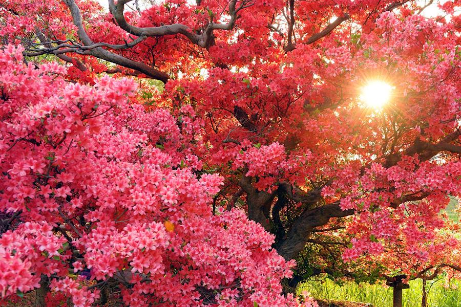 照片取自群馬官方觀光指南-杜鵑岡公園(杜鵑花)