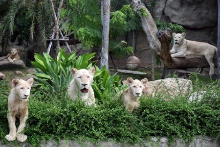 泰國綠山動物園｜搭乘遊園車觀察動物生態