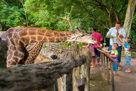 泰國綠山動物園｜搭乘遊園車觀察動物生態