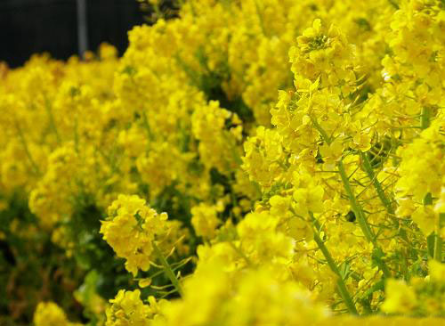 羅平油菜花-羅平油菜花海