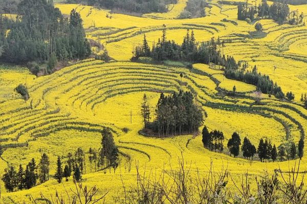 牛街螺絲田(羅平油菜花)-羅平油菜花海