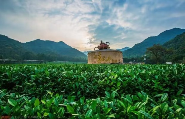 龍塢茶鎮-龍塢茶鎮(採茶)