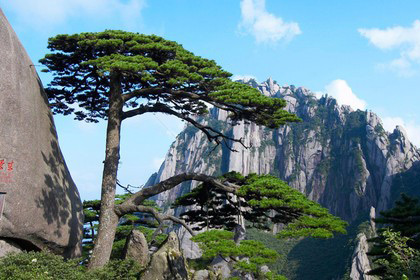 迎客松-黃山(世界文化自然雙遺產)
