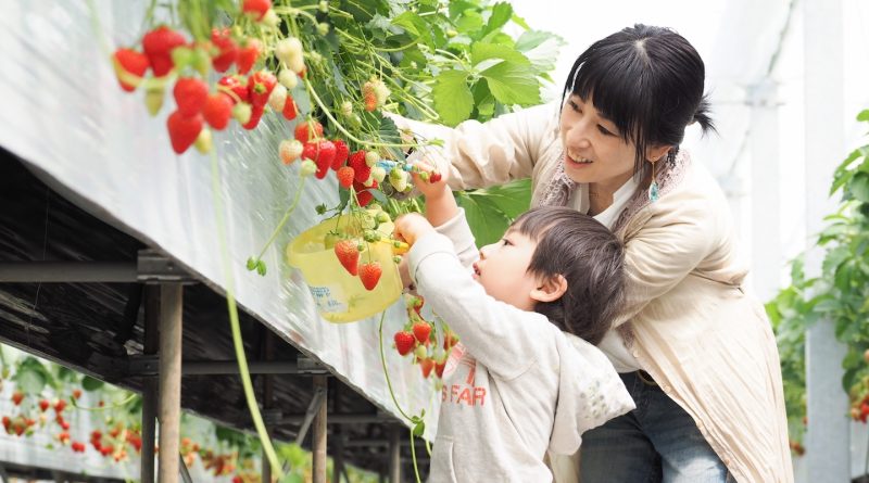 採草莓體驗