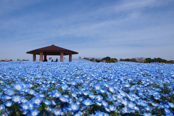 海之中道海濱公園(賞粉蝶花)