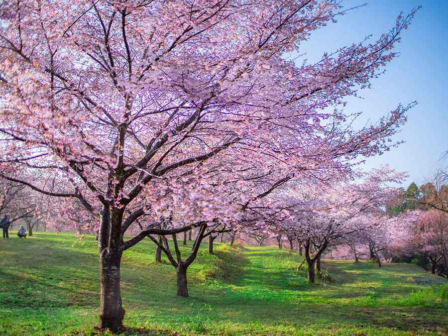 精選賞櫻景點