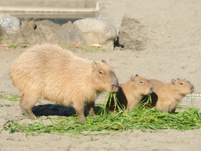 上野動物園