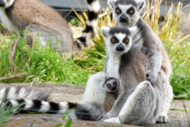 上野動物園