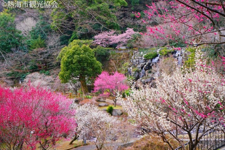 熱海梅園梅花祭