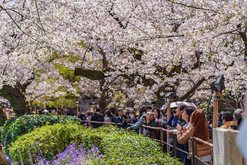 千鳥之淵 写真提供／一般社団法人千代田区観光協会-千鳥之淵(賞櫻)