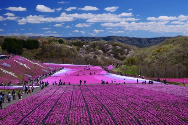 浪漫芝櫻地毯～市貝町芝櫻公園