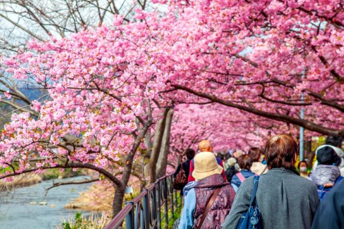 河津櫻花祭(2026/2/7～3/8)