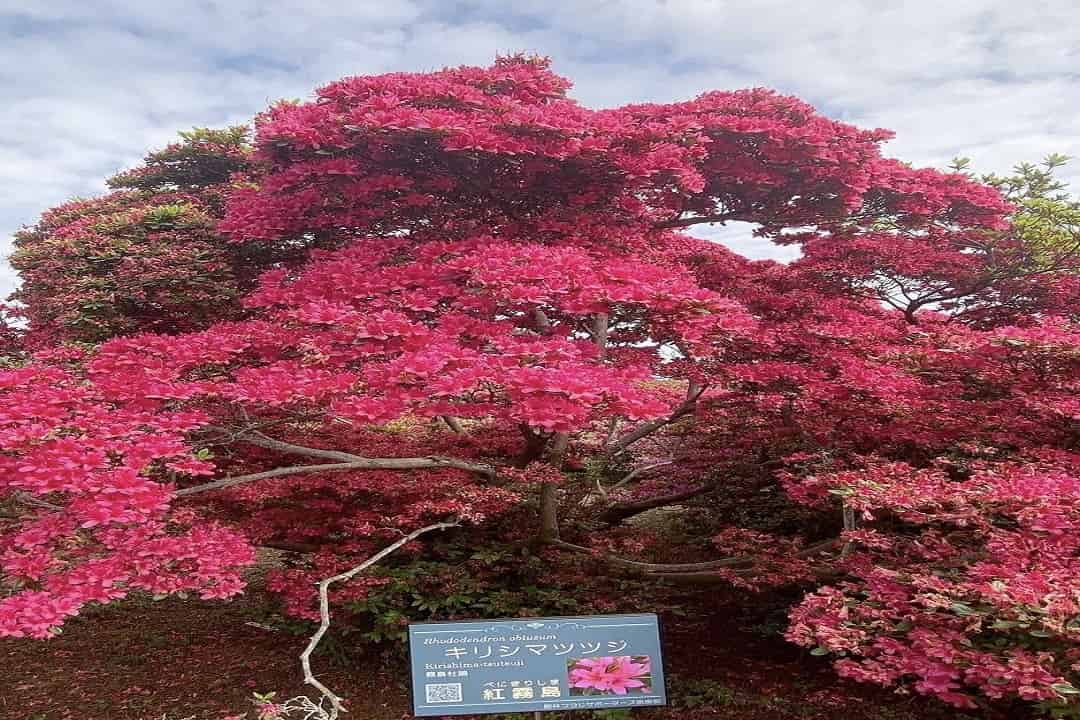 杜鵑岡公園(杜鵑花)