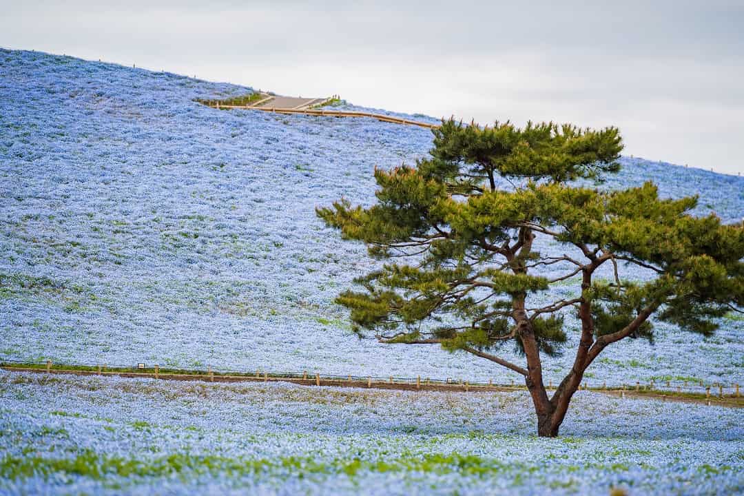 藍色粉蝶花海～常陸海濱公園