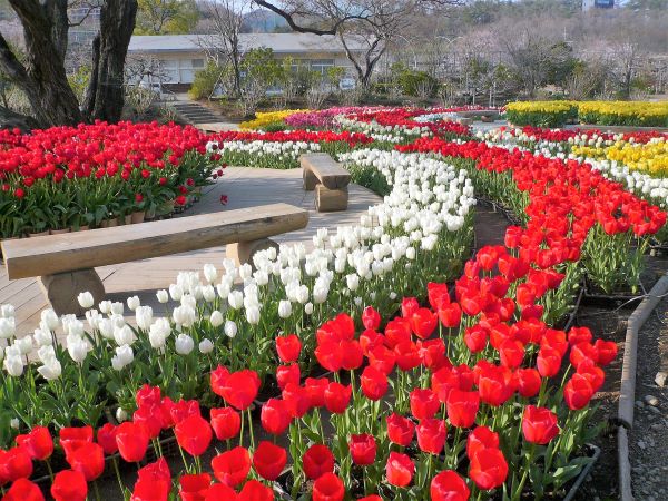 圖片出自官網-足利花卉公園(鬱金香)