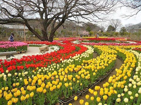 圖片取自於官網-足利花卉公園(鬱金香)