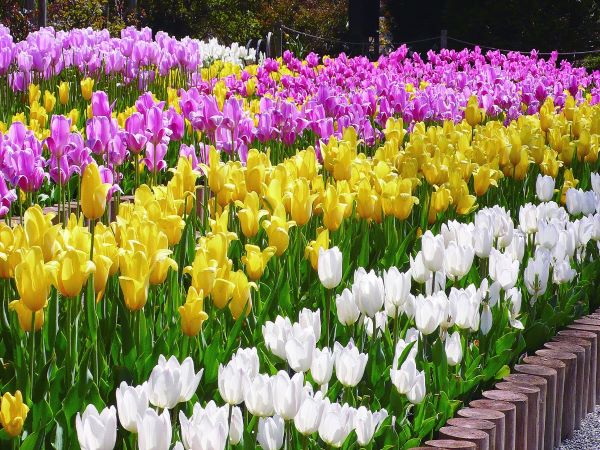 圖片取自於官網-足利花卉公園(鬱金香)