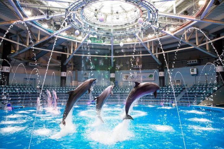 品川水族館AQUA PARK(海豚表演)