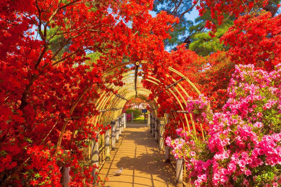 照片取自群馬官方觀光指南-杜鵑岡公園(杜鵑花)