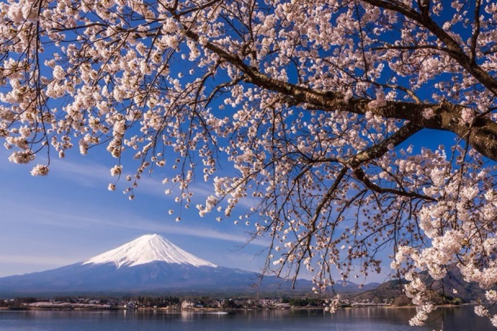 照片取自官方網站-河口湖櫻花祭