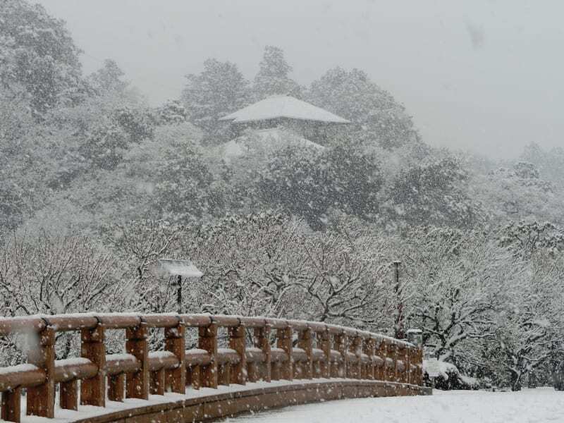 【賞雪】水戶偕樂園