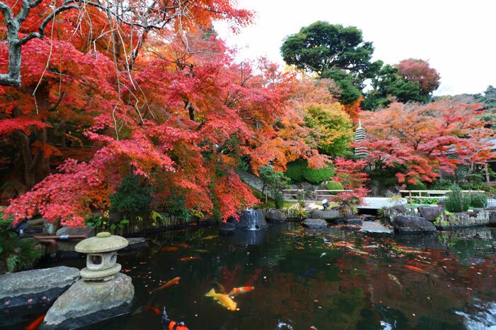 長谷寺(花之御寺)