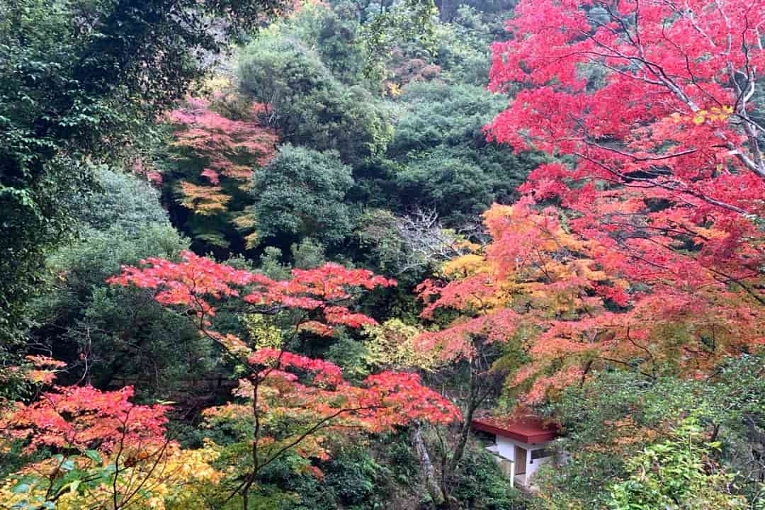 箕面國家公園