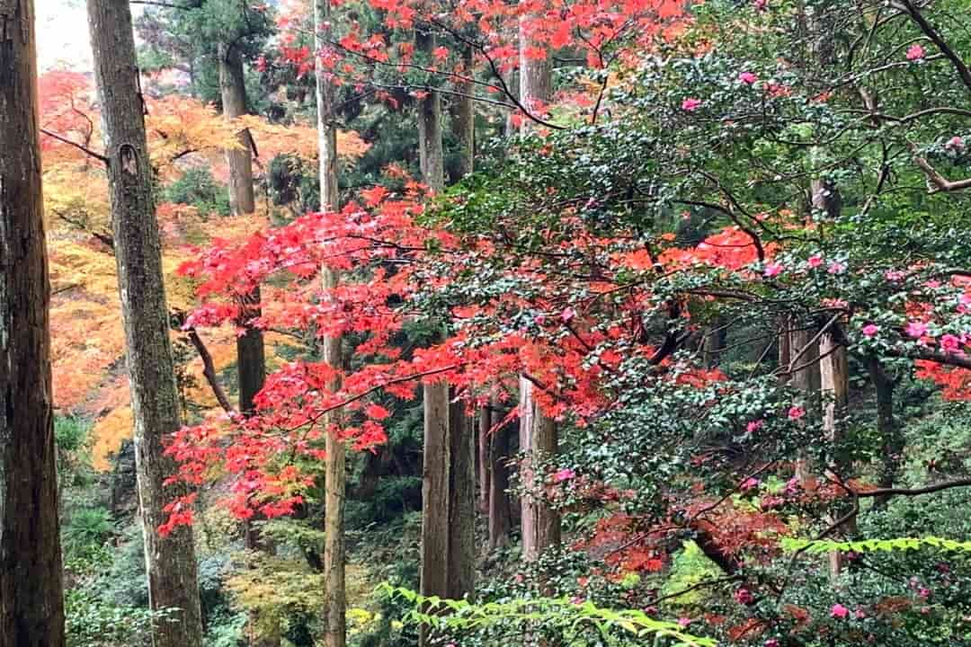 箕面國家公園
