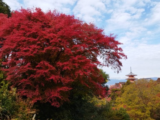 京都最愛風情