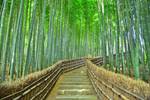 D2：嵐山竹林之道