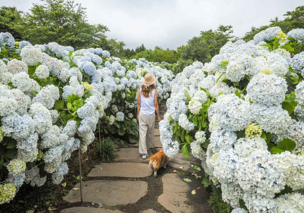 賞山茶花~山茶花之丘