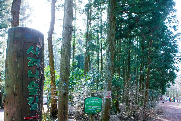 國家級漢拿山森林步道(思連伊林蔭道)-漢拏山徒步路(思連伊林蔭道)：韓劇《秘密花園》拍攝地