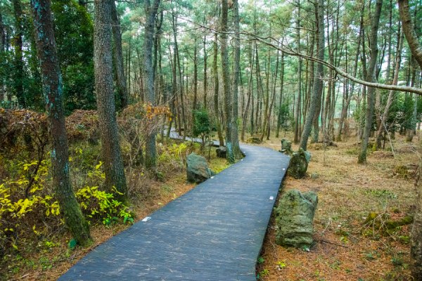 國家級漢拿山森林步道(思連伊林蔭道)-漢拏山徒步路(思連伊林蔭道)：韓劇《秘密花園》拍攝地