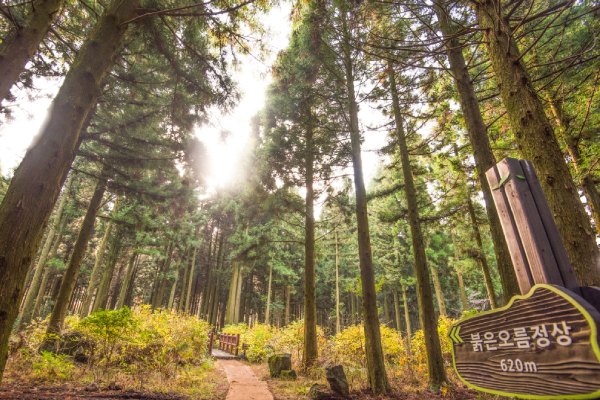 國家級漢拿山森林步道(思連伊林蔭道)-漢拏山徒步路(思連伊林蔭道)：韓劇《秘密花園》拍攝地