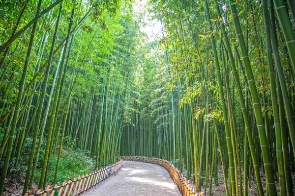 蔚山十里竹林-蔚山風情漫遊