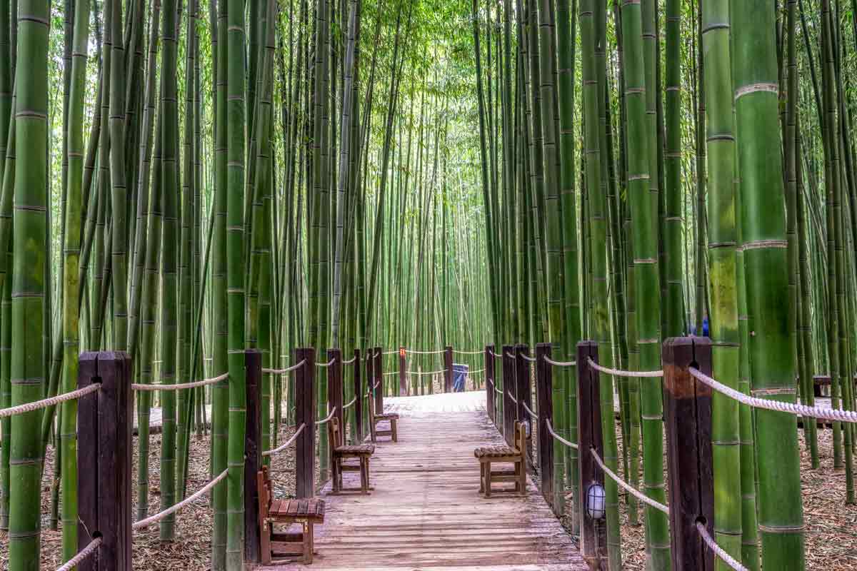 蔚山十里竹林-蔚山風情漫遊