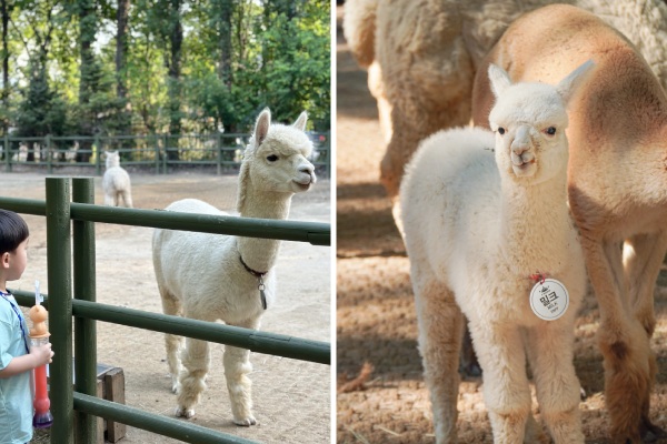 大邱E-WORLD樂園-大邱E-WORLD樂園(自由券)