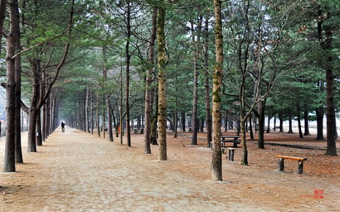 南怡島(韓國觀光100選)