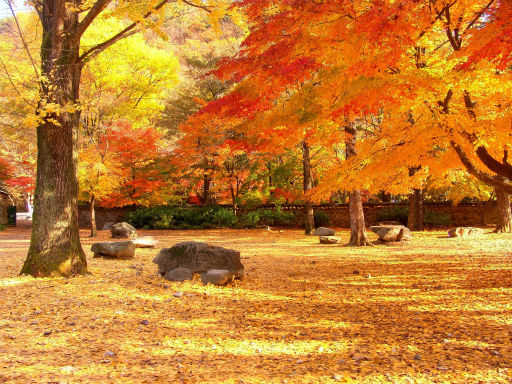 內藏山國立公園(賞楓)