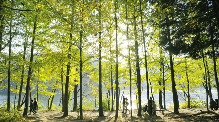 圖片來源出自韓國觀光公社-南怡島：韓劇《冬季戀歌》拍攝場景