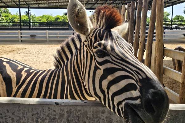 大城動物園(動物表演秀+長頸鹿美拍)