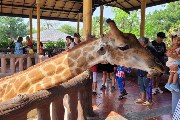 大城動物園(動物表演秀+長頸鹿美拍)
