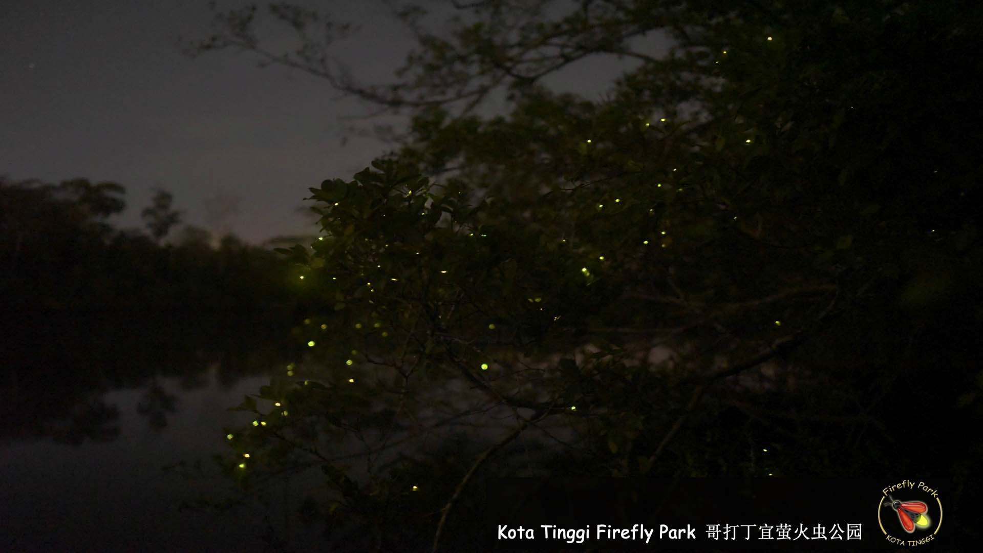 夜訪星空螢河(哥打丁宜保護區)
