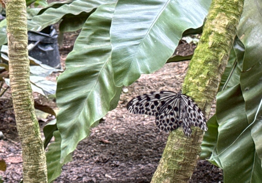 馬六甲蝴蝶及爬蟲保護所